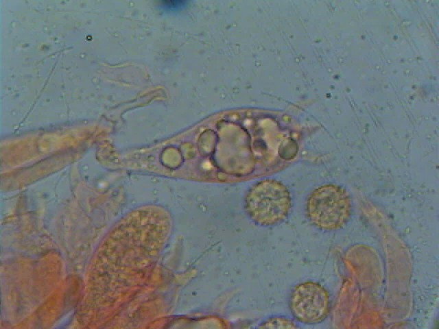 Due Laccarie (Laccaria affinis e L. macrocystidiata)